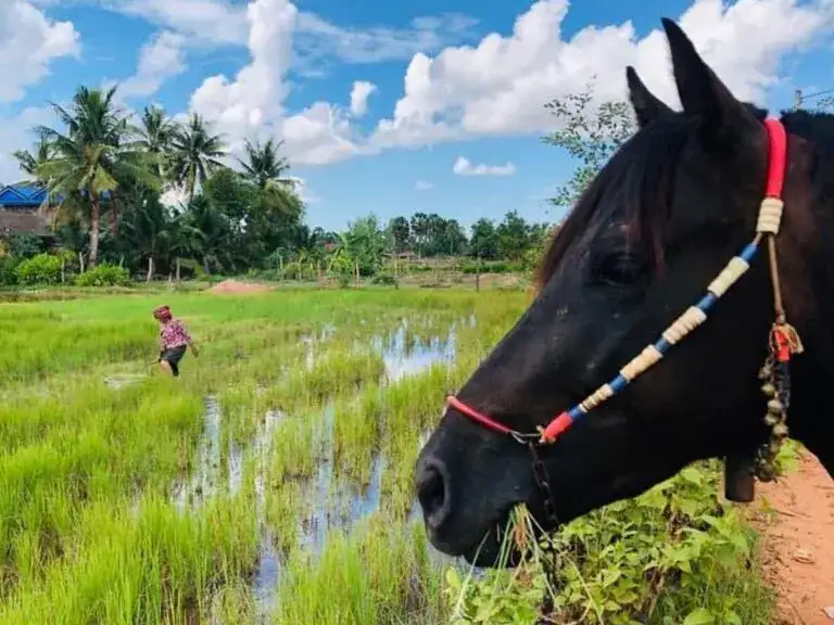 Верховая езда в Камбодже
