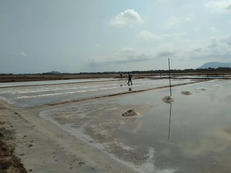 Salt Fields