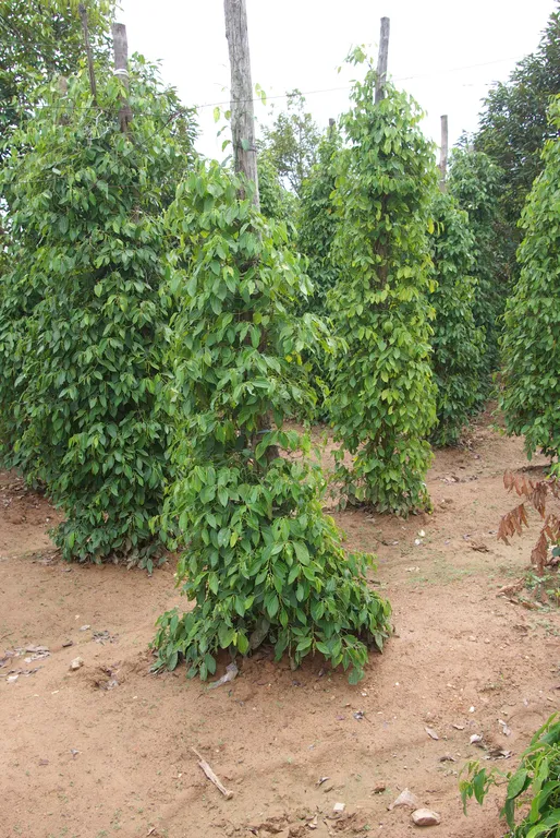 Kampot pepper plants