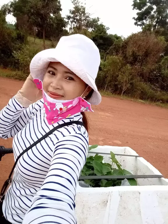 Erdbeerpflanzen Lieferung Kampot