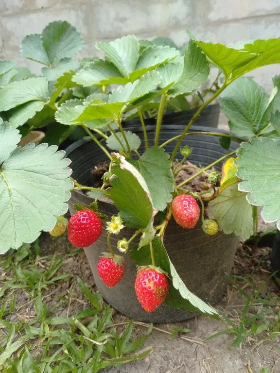 Strawberry fruits