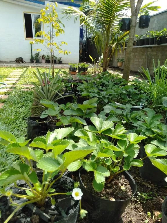 Strawberry plants